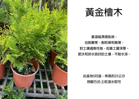 黃金檜木風水|【風水植物大全】專家教你選好風水植物，學會了全家。